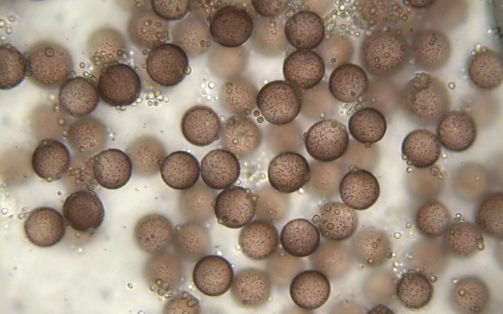 Physarum hongkongense